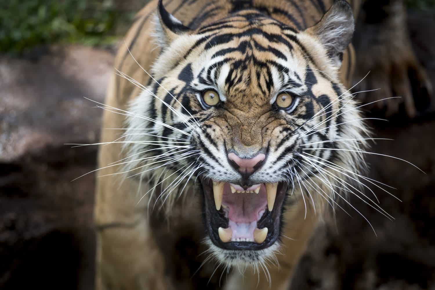 Angry Sumatran Tiger
