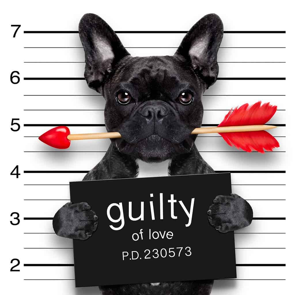 bulldog dog with rose in mouth as a mugshot guilty for love