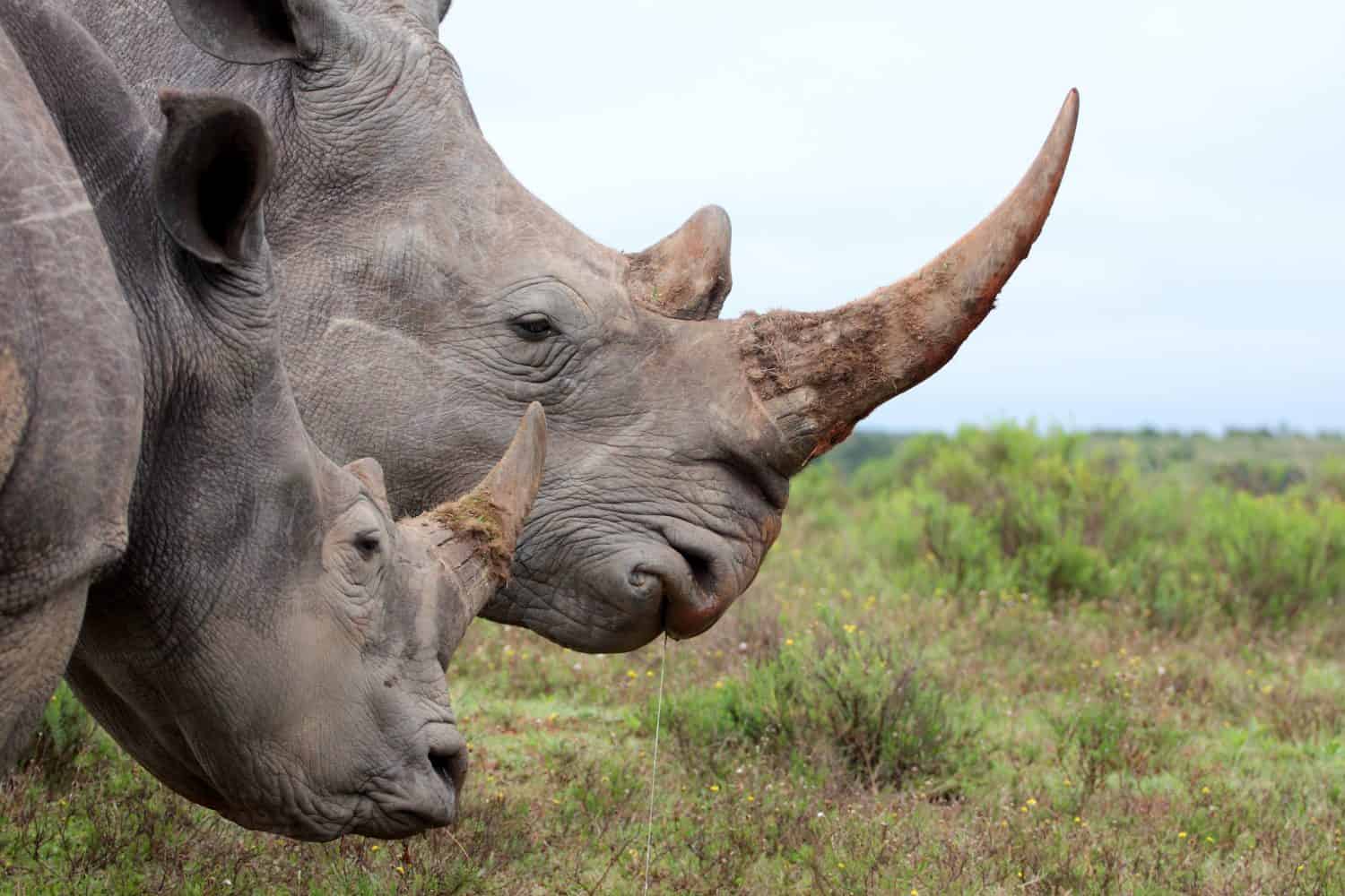 A close up of a female rhino / rhinoceros and her calf. Showing off her beautiful horn. Protecting her calf. South Africa