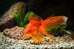 100+ Clever and Adorable Goldfish Pet Names photo