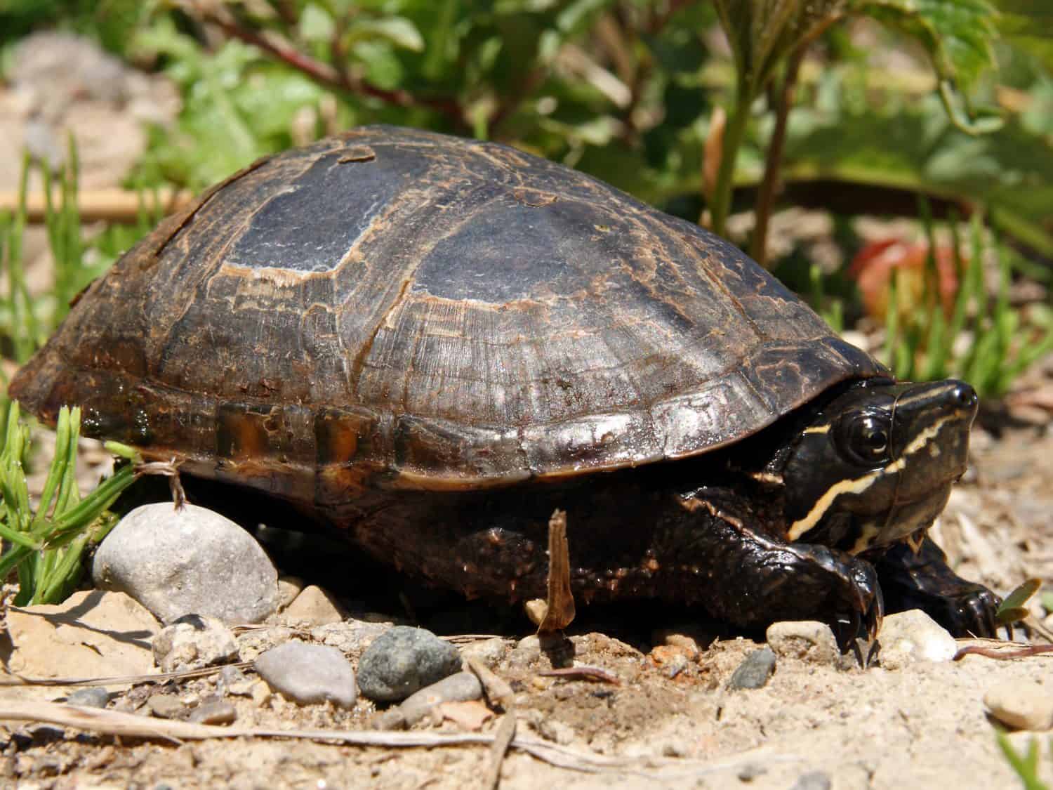 Stinkpot Turtle, AKA Common Musk Turtle (Sternotherus odoratus)
