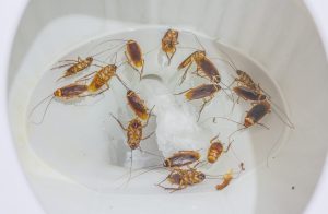 Can Cockroaches Swims? 7 Facts About How They Handle Water Picture