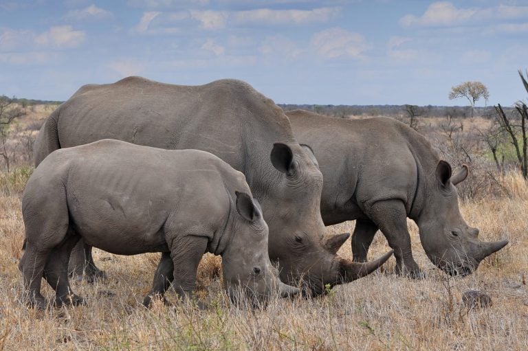 female rhino with 2 calves in Kruger NP,South Africa