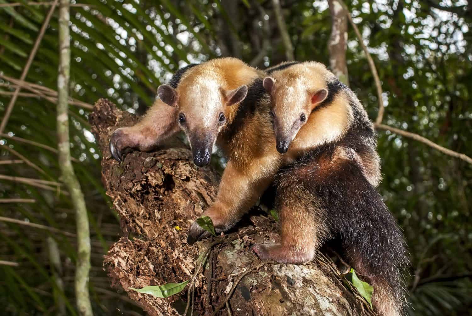 A mother anteater carries her baby on the back.