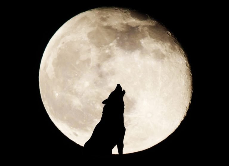 Silhouette wolf on full moon background
