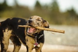 Catahoula Leopard Dog Progression: Growth Chart, Milestones, and Training Tips Picture