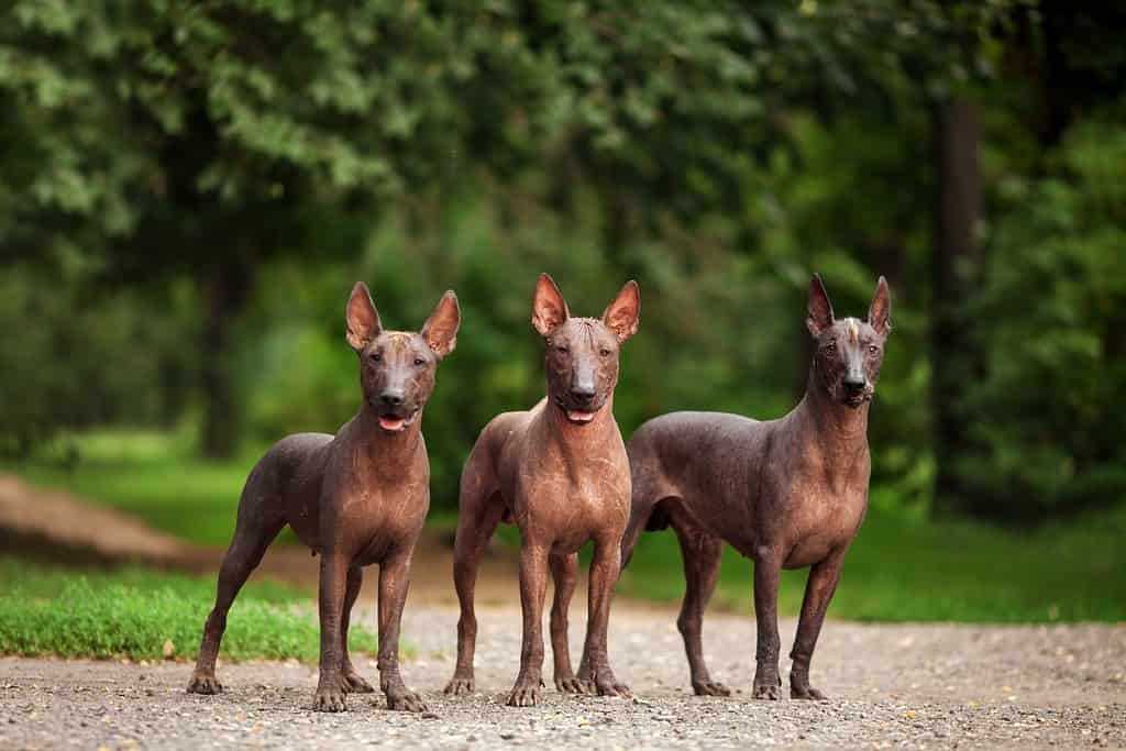 Horizontal portrait of three dogs of Xoloitzcuintli breed, mexican hairless dogs of black color of standart size, standing outdoors on ground with green grass and trees on background on summer day