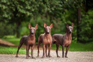Xoloitzcuintli Prices in 2024: Purchase Cost, Vet Bills, and More! Picture
