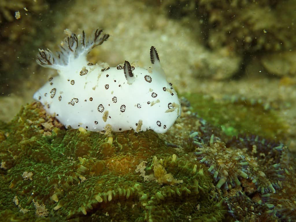 Nudibranch