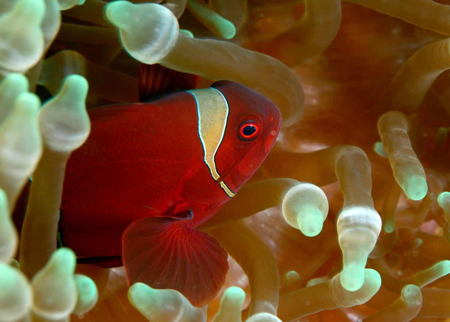 Spinecheek Anemonefish, Gold Stripe Maroon Clownfish, Llghtning Maroon Clownfish, Mataking, Malaysia,  indo pacific marine,  underwater world
