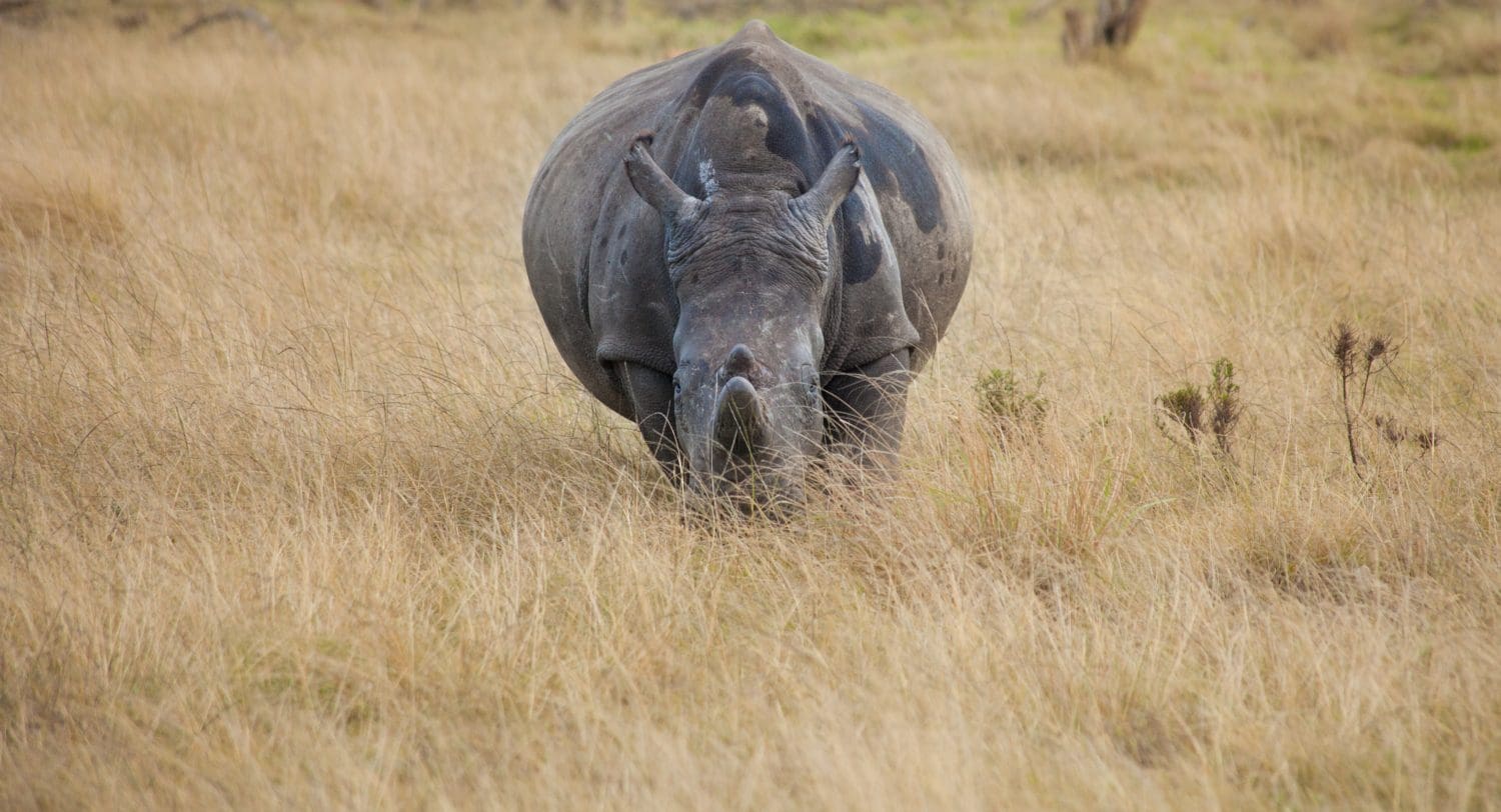 Pregnant White Rhino watches from the tall grass