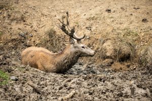 Trapped Deer Gets Heroically Saved From a Muddy Pit Picture