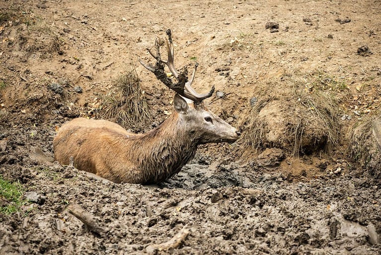 Red deer stag cervus elaphus takes a mud bath to cool down on Autumn Fall day