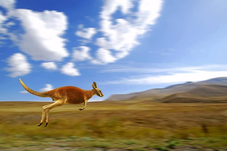 Red Kangaroo running, macropus rufus, Australia