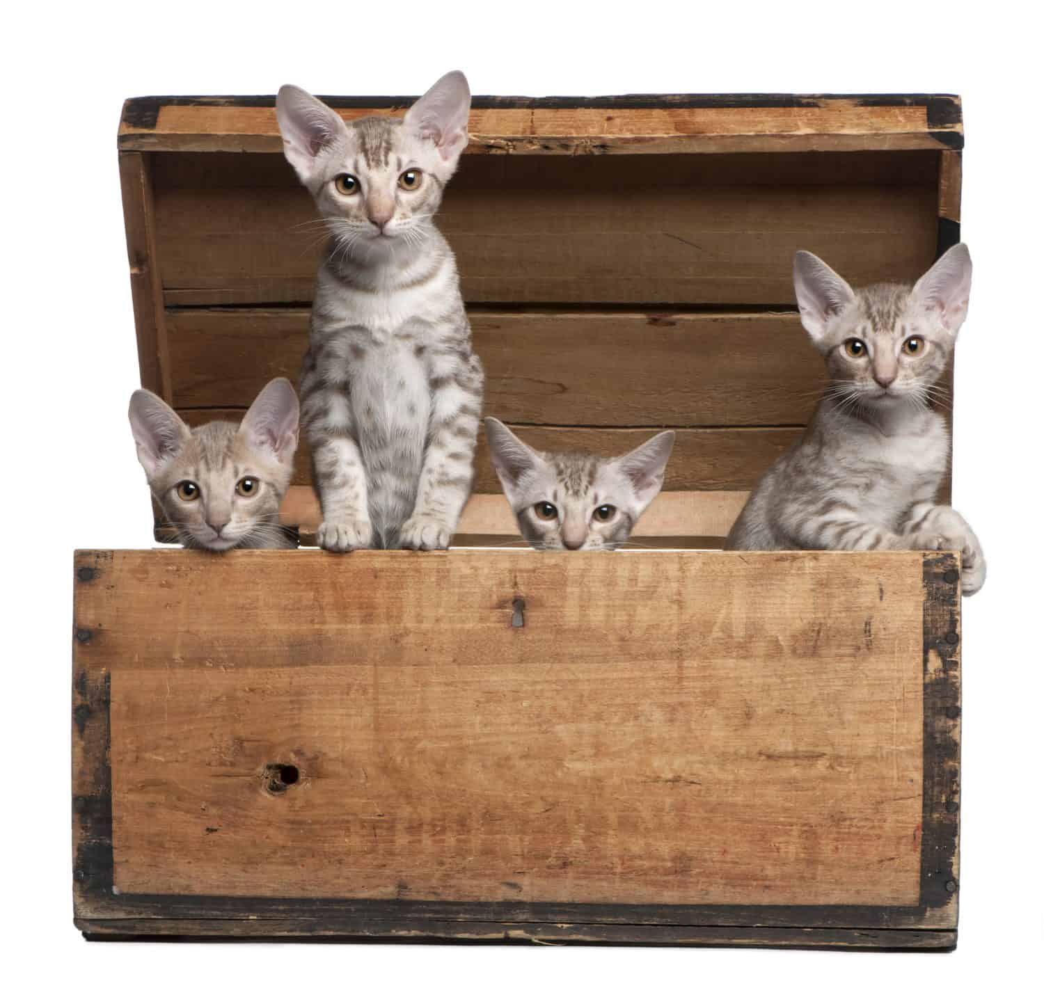 Ocicat kittens, 13 weeks old, emerging from a wooden box in front of white background