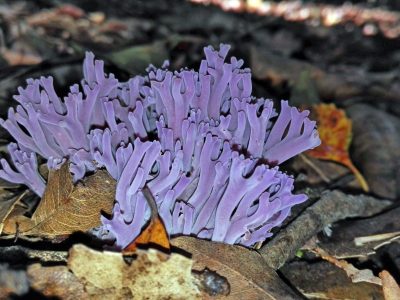 A 8 Types of Coral Mushrooms