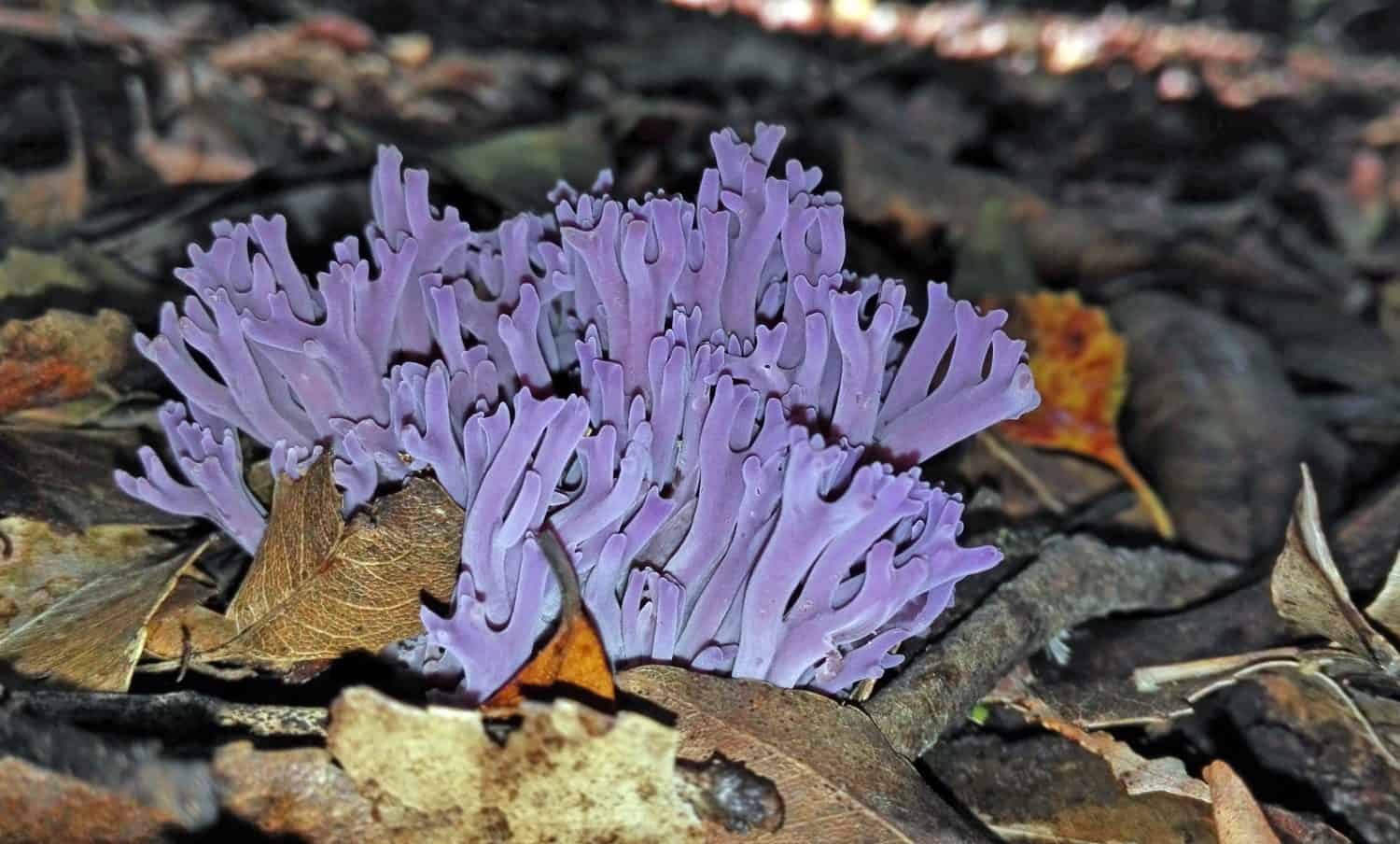 Luminous purple coral fungi, Clavaria zollingeri, growing in leaf litter on temperate rainforest floor, Royal National Park, Sydney, Australia
