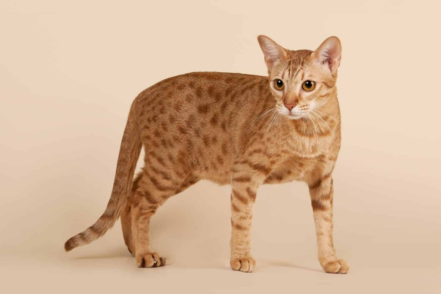 ocicat male cat on light beige background