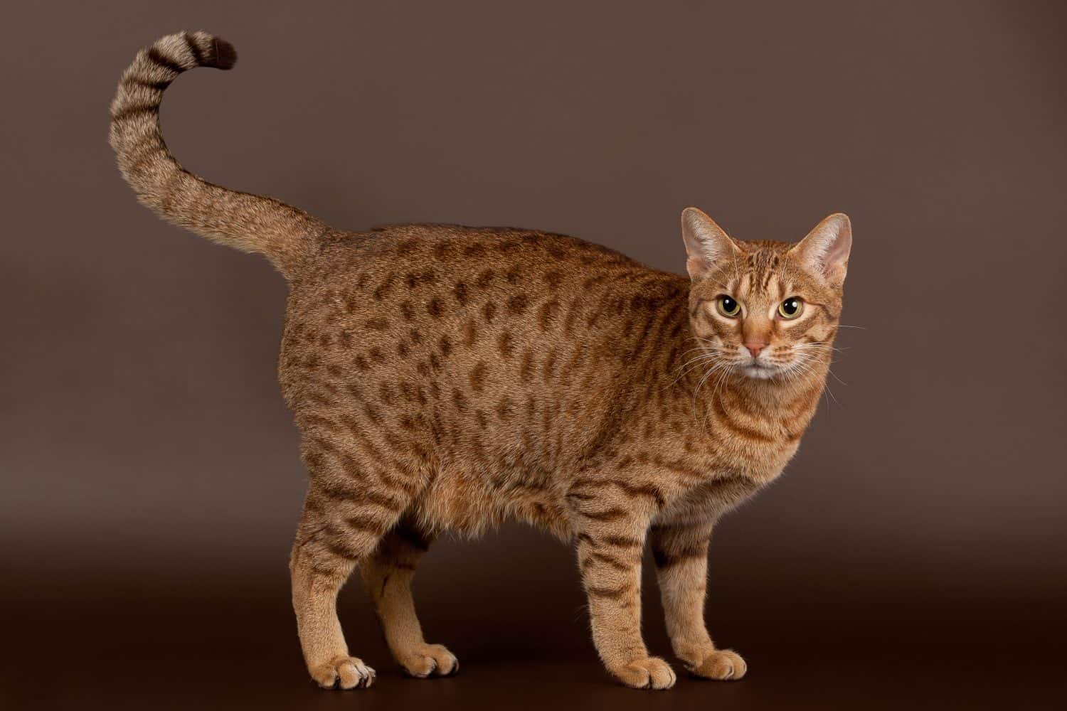 ocicat male cat on dark brown background