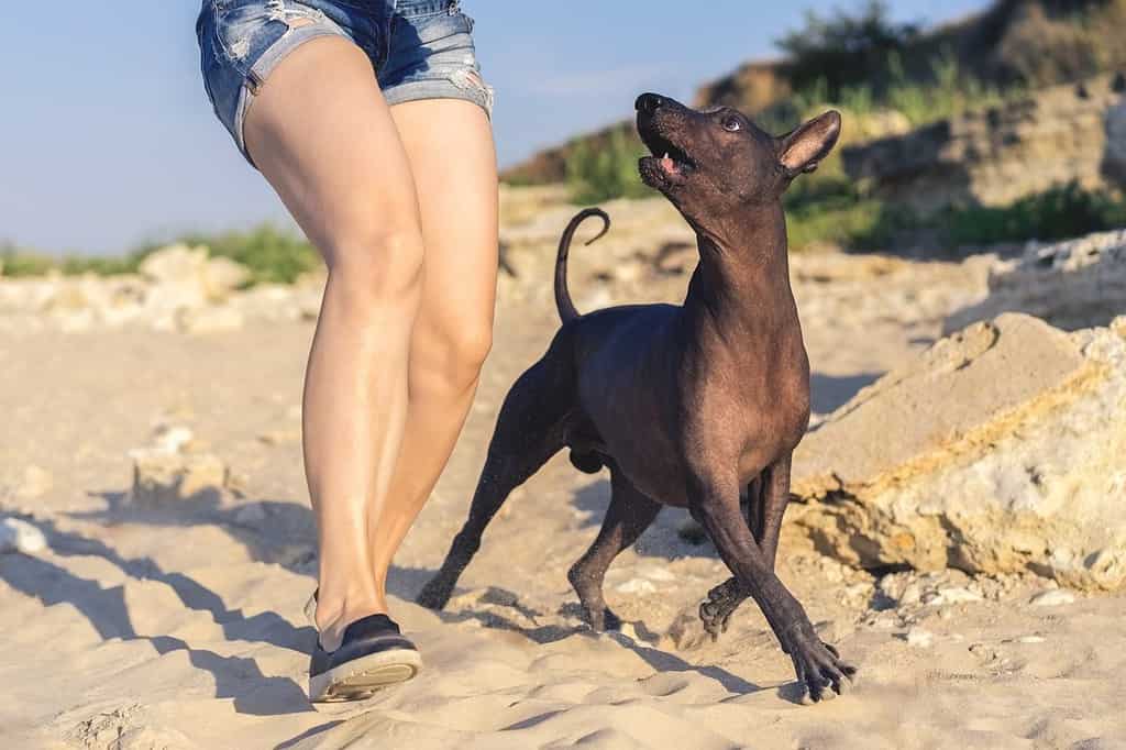 Young girl walking (play) with her dog xoloitzcuintli on sand beach at sunset