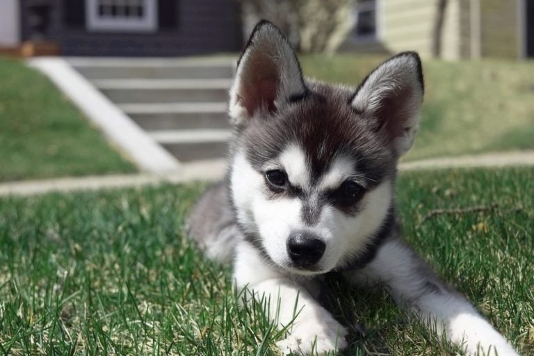 Alaskan Klee Kai