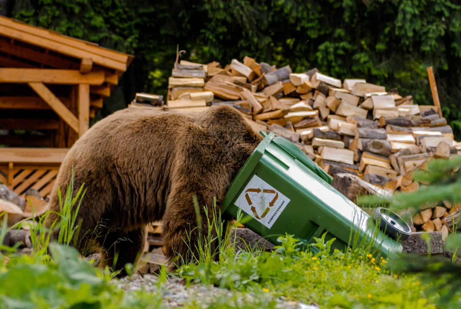 Brown bear looking into trash bin with sigh compost able (Komposterbart)