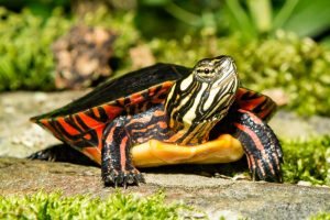 The Complete List of All 13 Turtles Found in Pennsylvania Picture