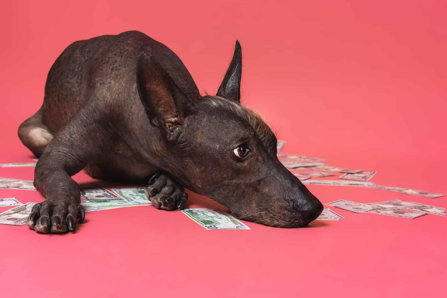 close up portrait of a dog xoloitzcuintle breed lies on a pile of American dollars money on a pink background. Wealth