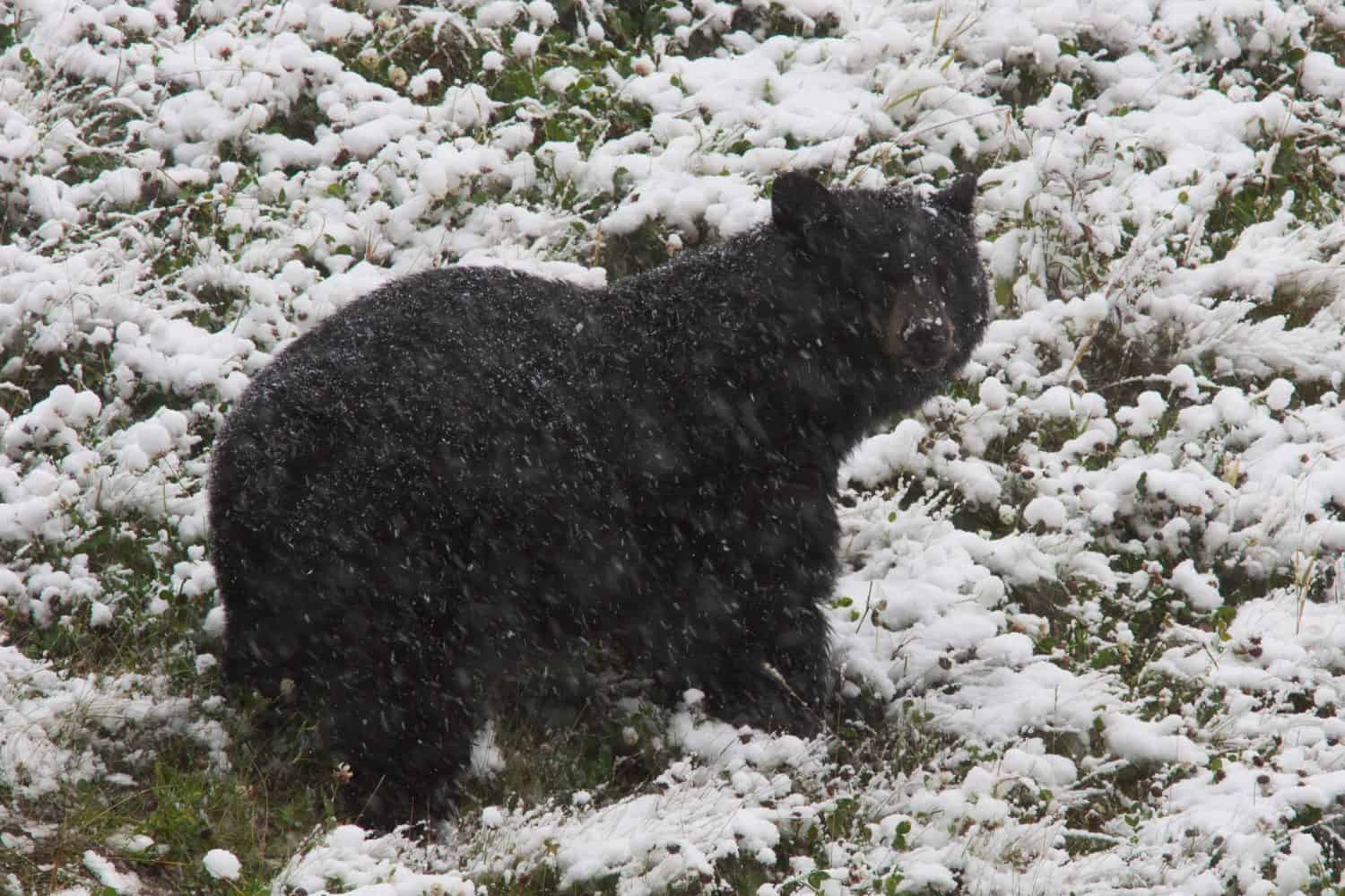 Black Bear Ursus americanus in snow storm near Fort Nelson, British Columbia, Canada