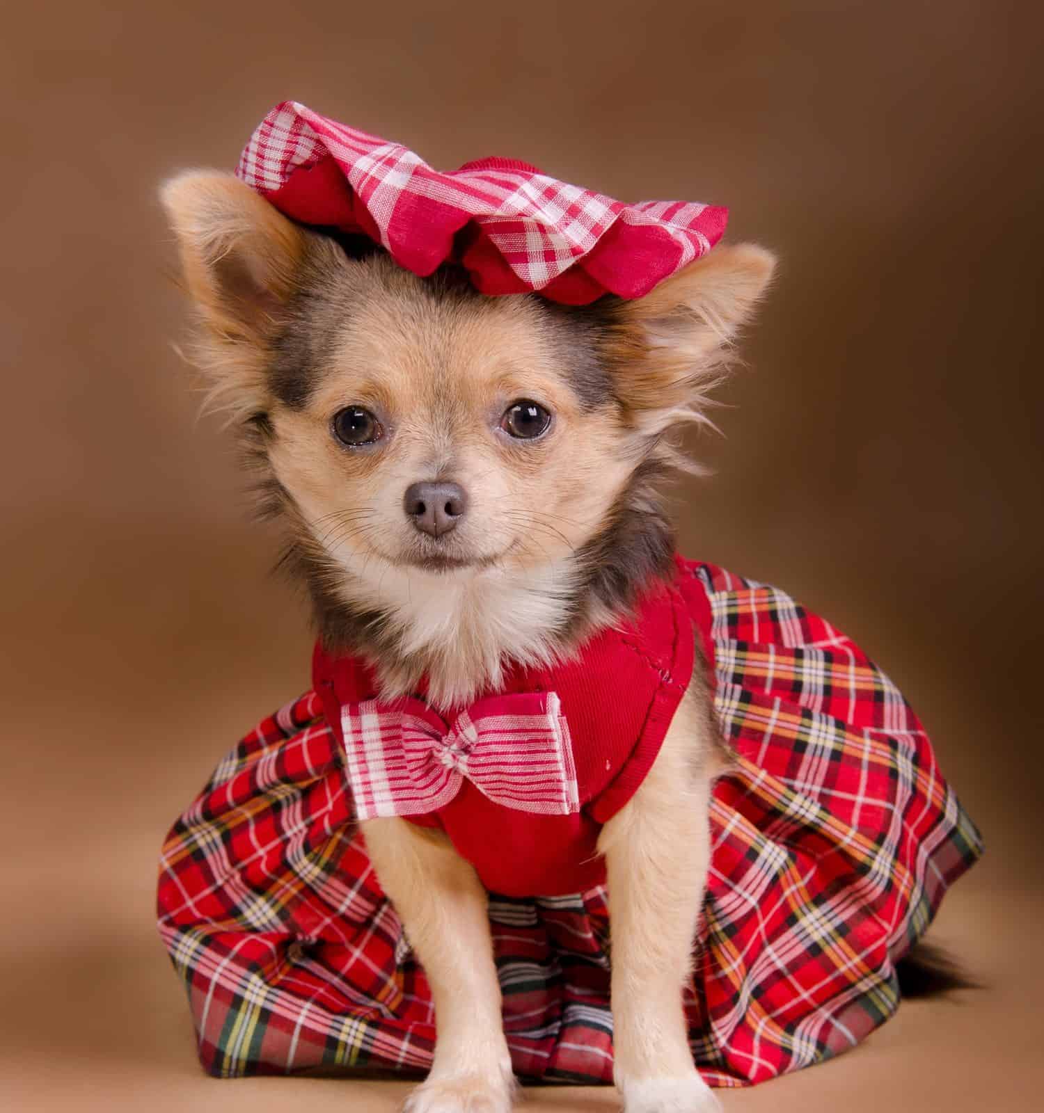 Chihuahua puppy wearing red chequered dress and cap isolated