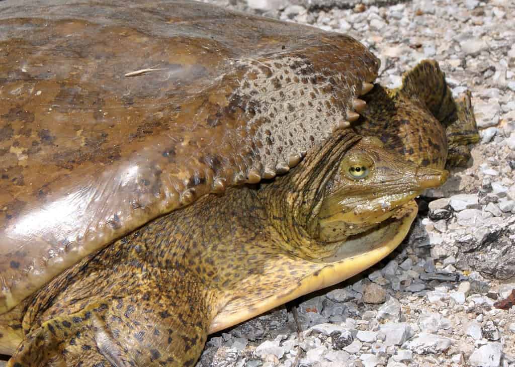 The 12 Turtles of Ohio: See the Rarest to Most Common - A-Z Animals