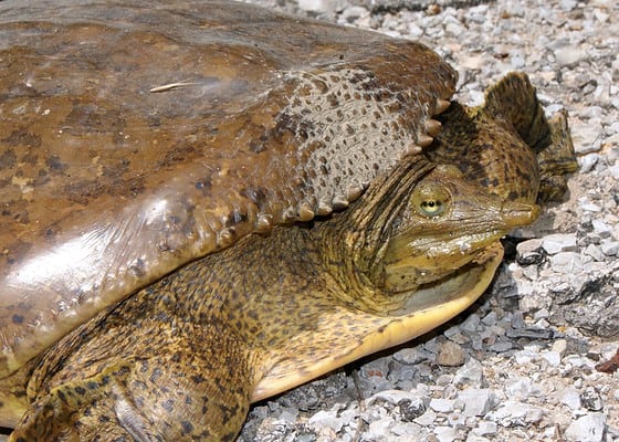 The 12 Turtles of Ohio: See the Rarest to Most Common - A-Z Animals