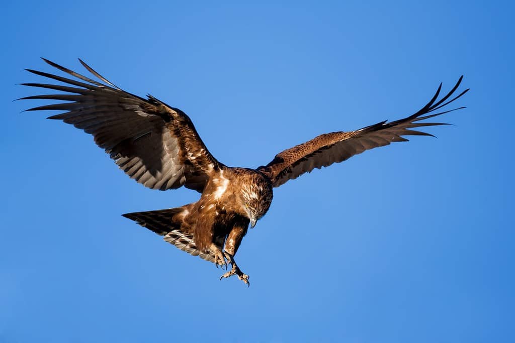 Brown snake-eagle diving onto its prey; circaetus cinereus; South Africa