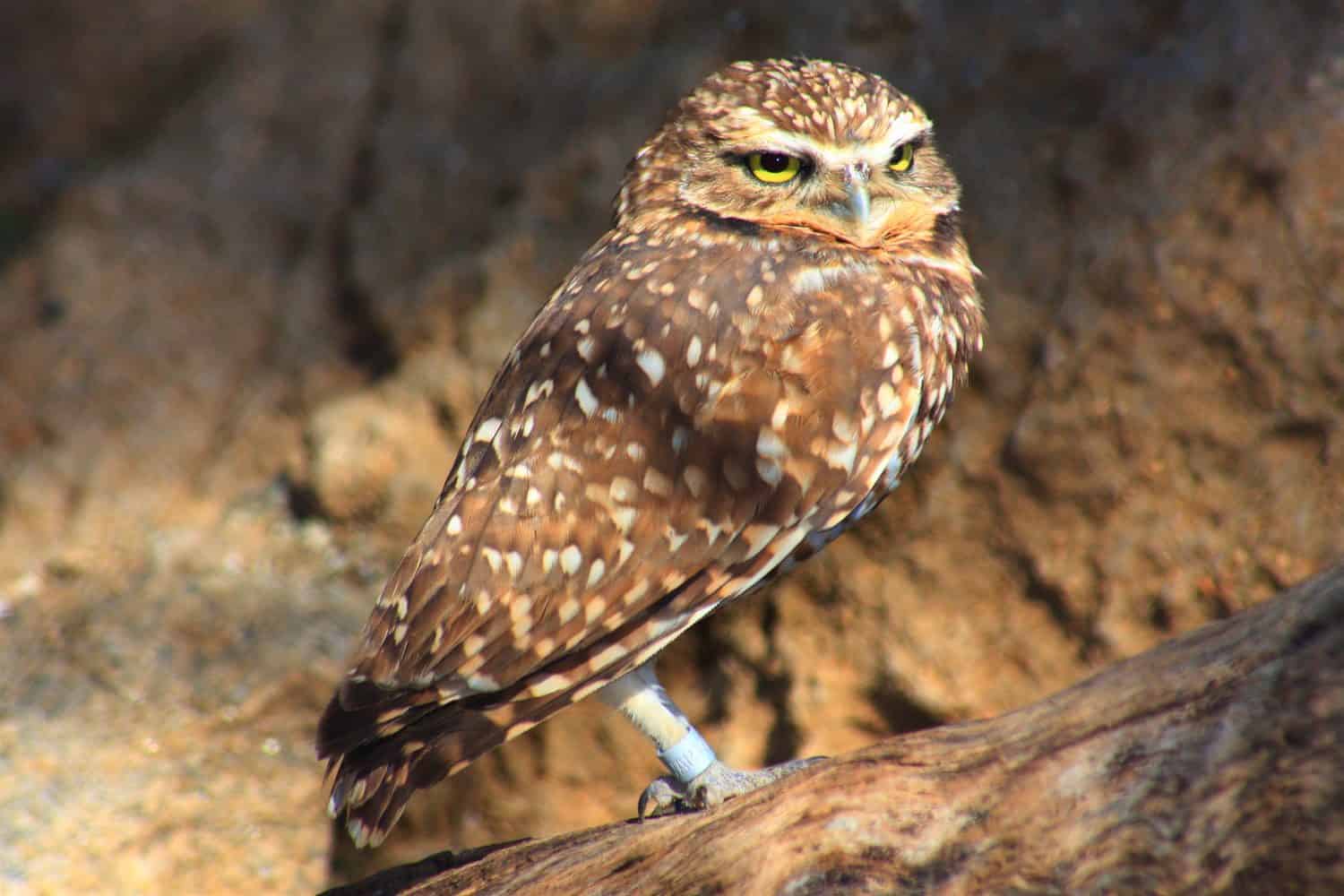 Western Borrowing Owl  (Athene cunicularia hypugaea)