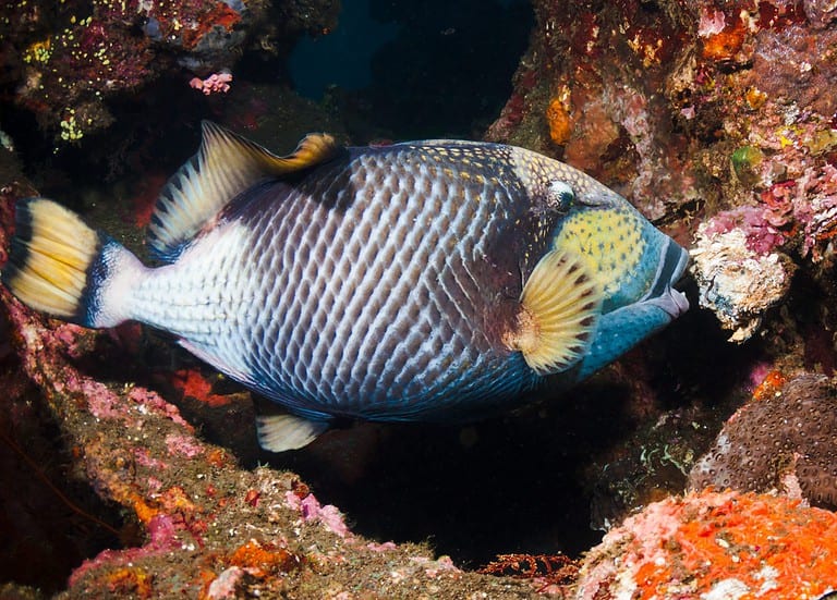 Titan Triggerfish eating coral on the Liberty Wreck in Tulamben, Bali, Indonesia