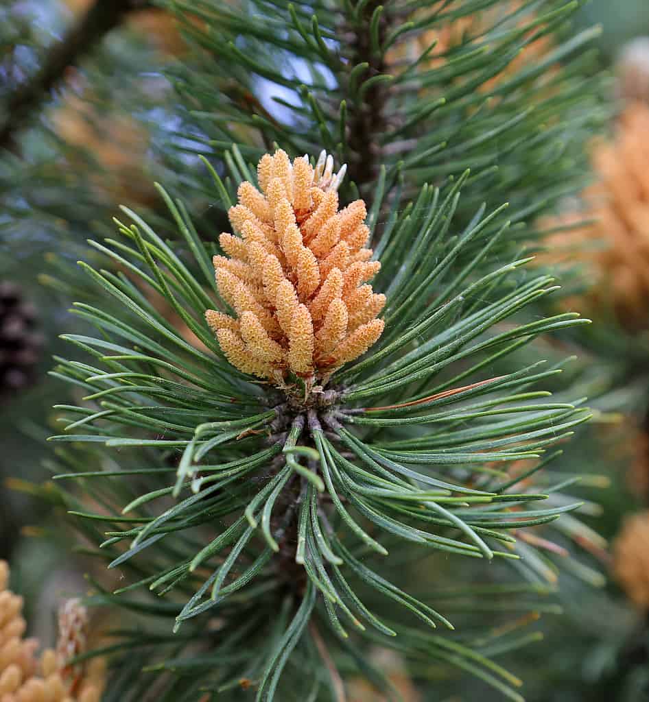 Pinus Mugo pine cone