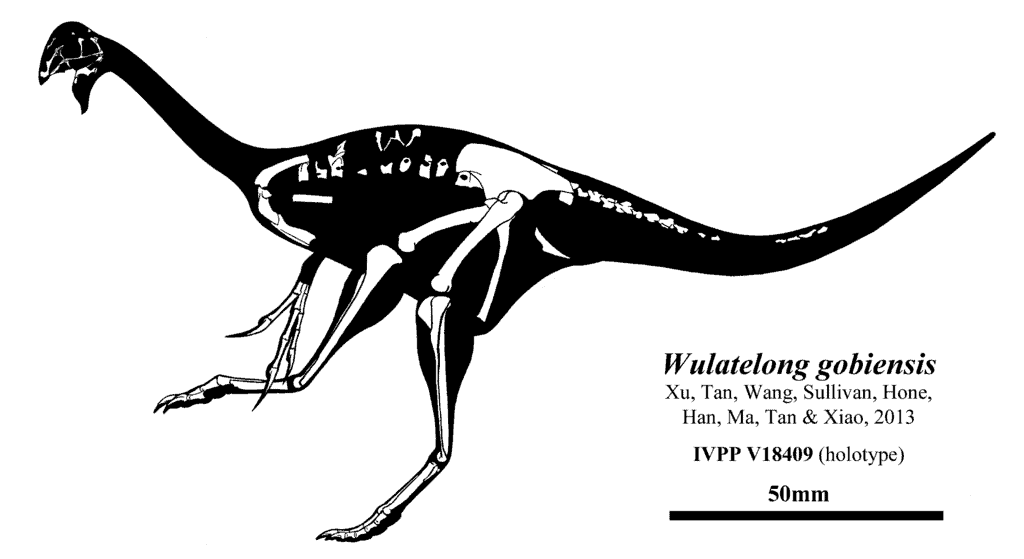 Wulatelong gobiensis dinosaur skeleton