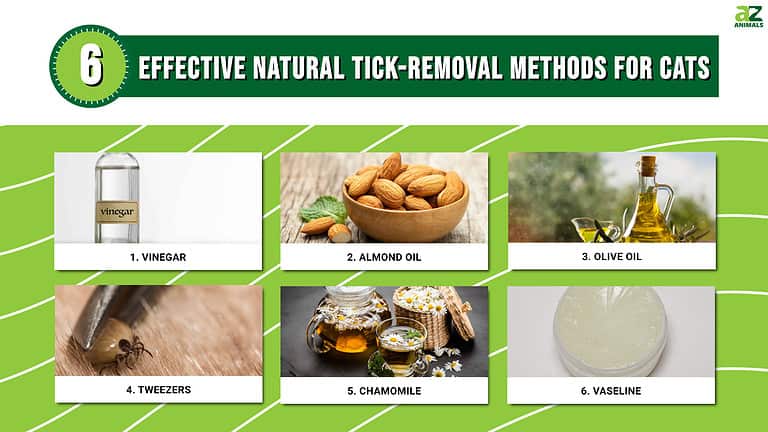 Picture of 6 Effective Ways to Get Rid of Ticks on Your Cat Naturally - A-Z Animals