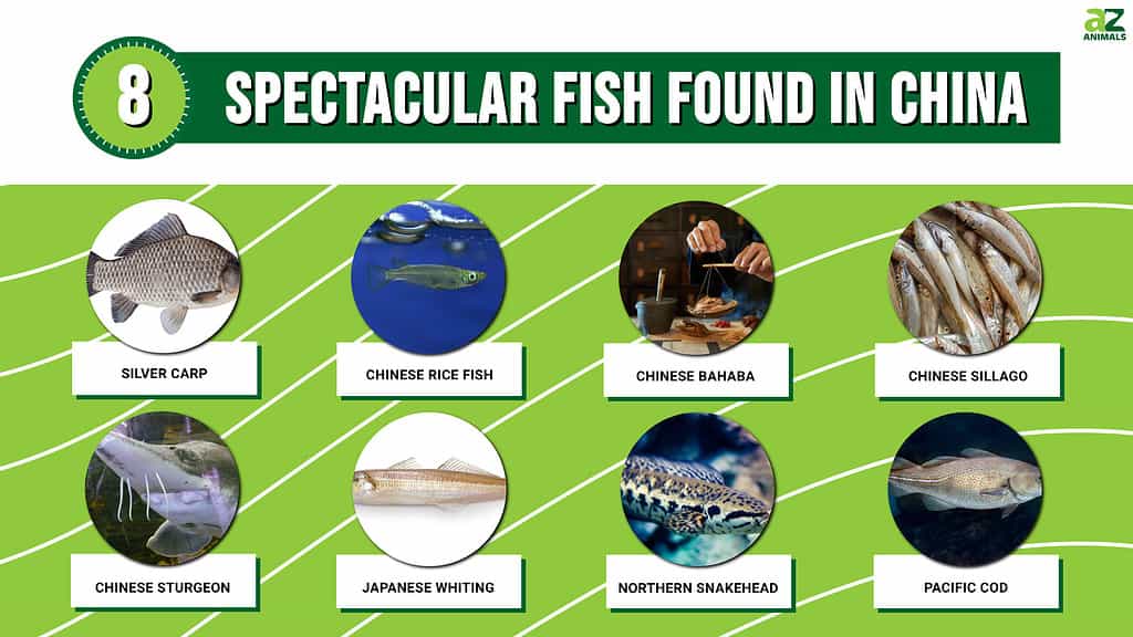 8 Spectacular Fish Found in China