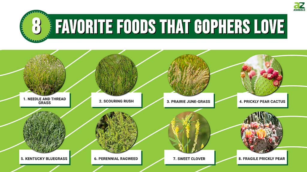 8 Favorite Foods That Gophers Love