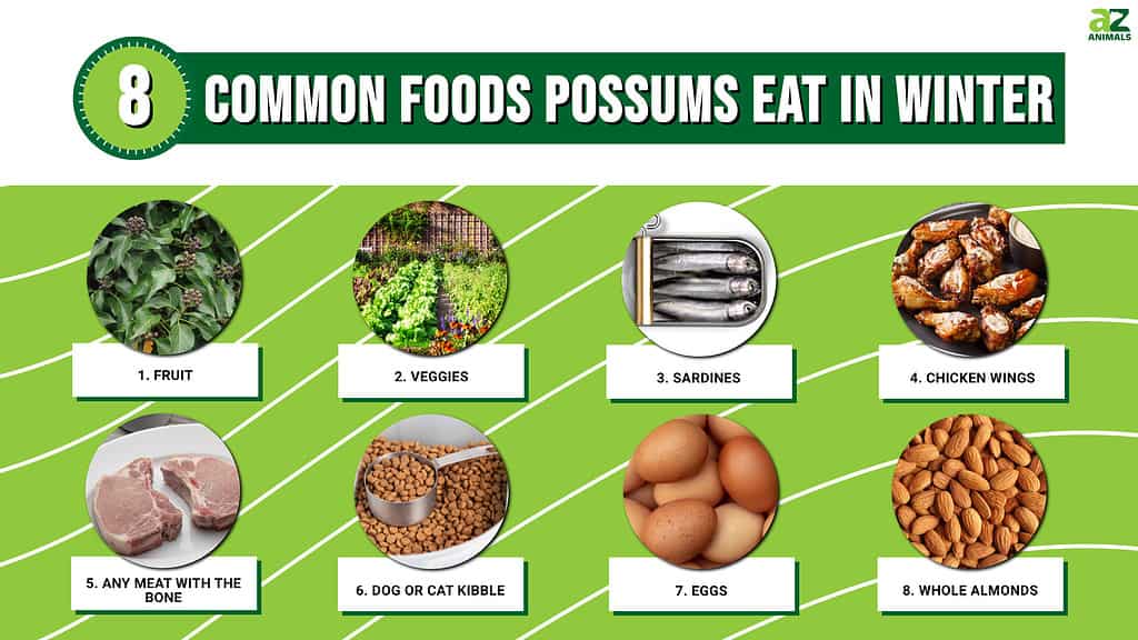 8 Foods Possums Eat in Winter