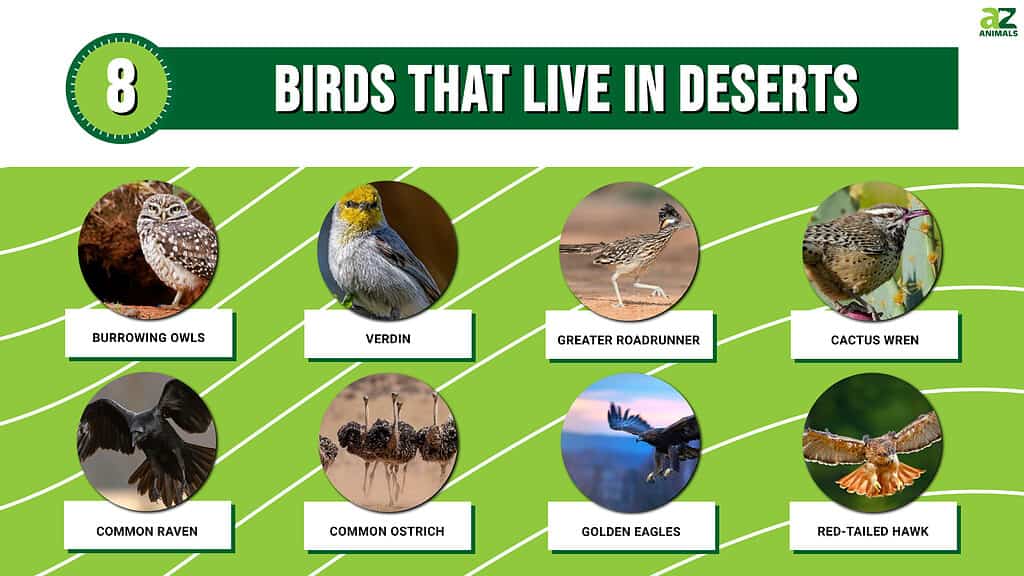 8 Birds That Live in Deserts
