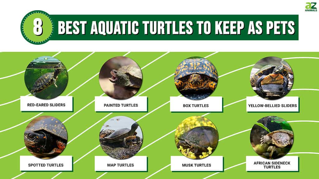 8 Best Aquatic Turtles to Keep as Pets