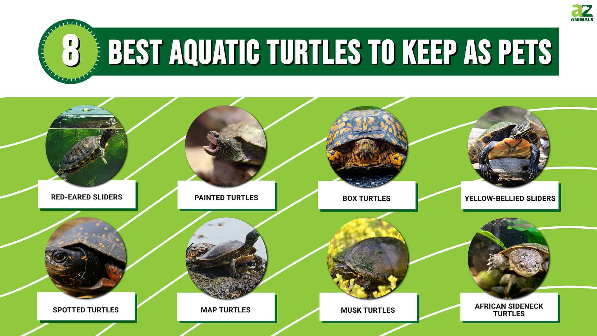 The 8 Best Aquatic Turtles to Keep as Pets - A-Z Animals