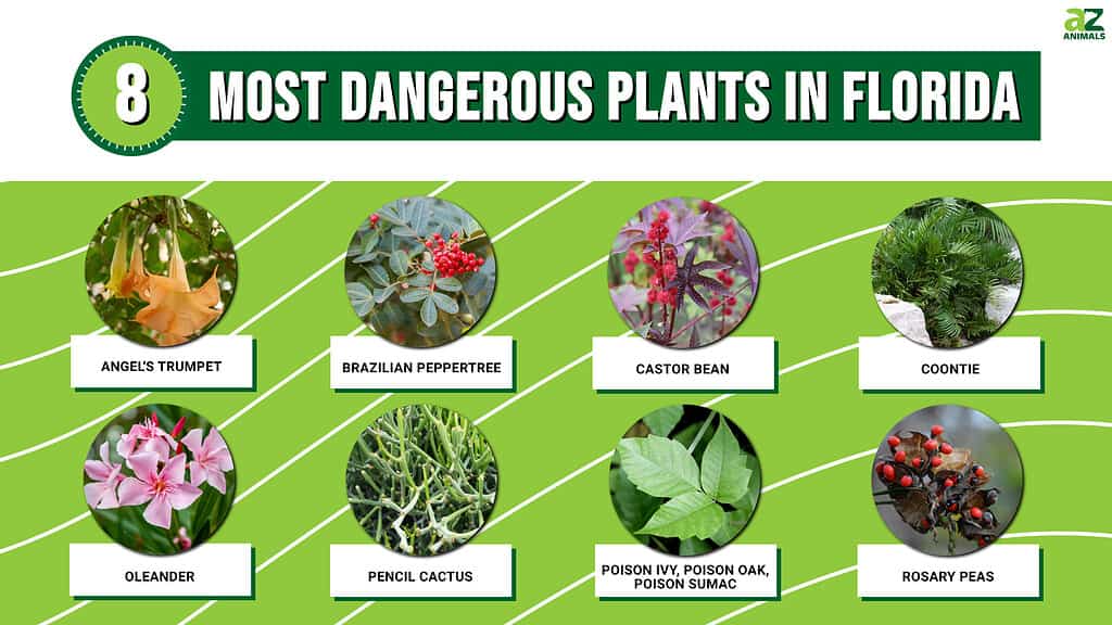 10 Most Poisonous Plants In The World