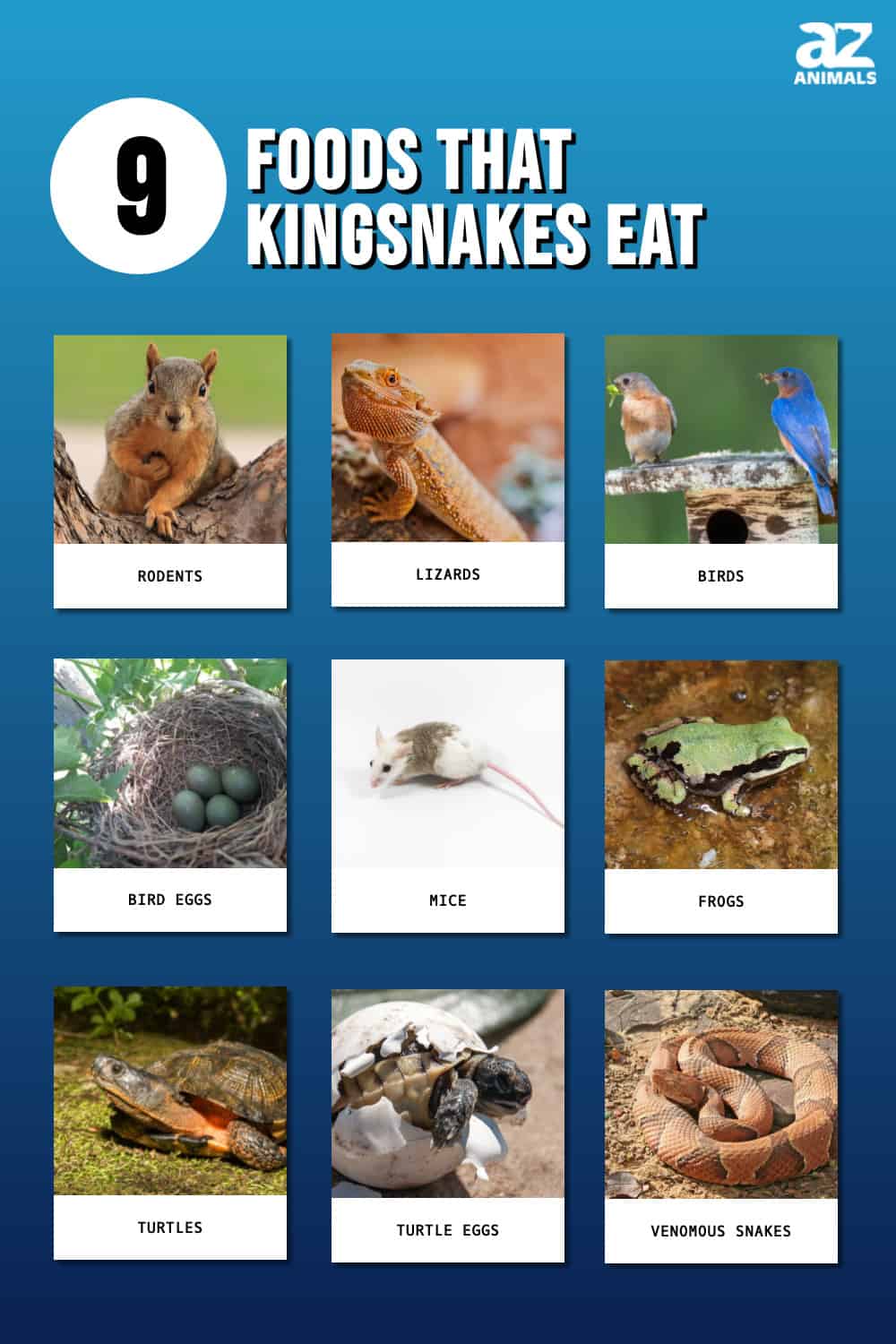 What Do Kingsnakes Eat? 9 Foods in Their Diet! AZ Animals