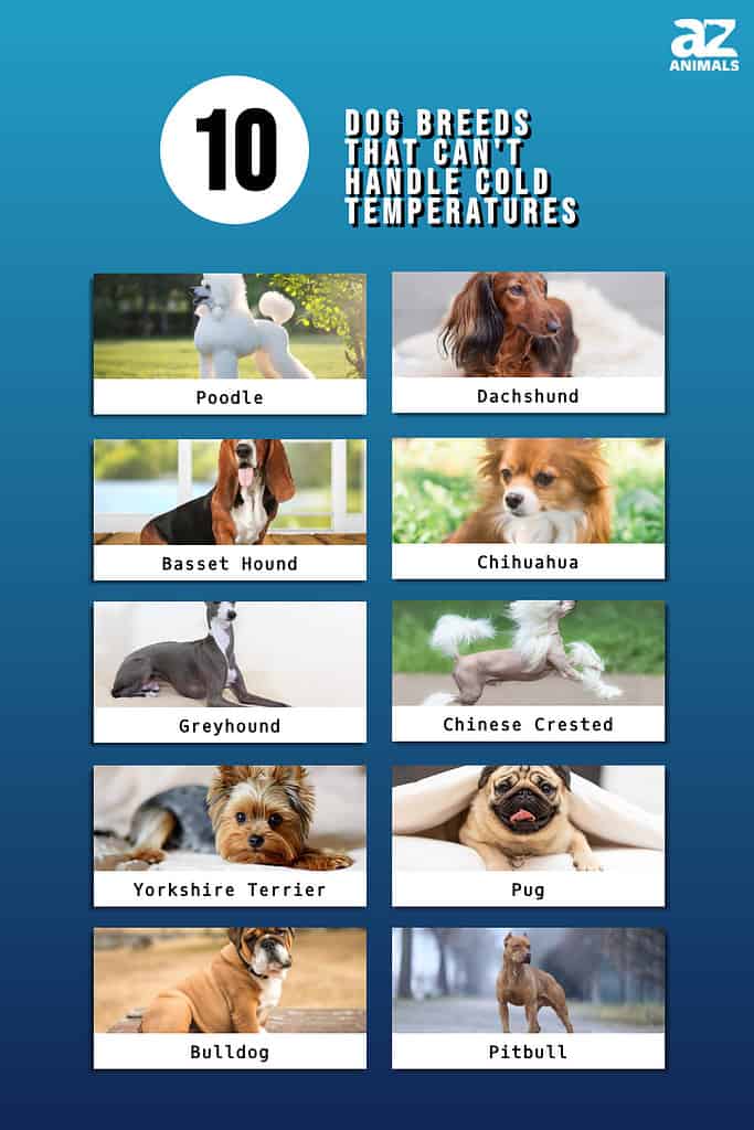 These 10 Dog Breeds Can’t Handle Cold Temperatures - A-Z Animals