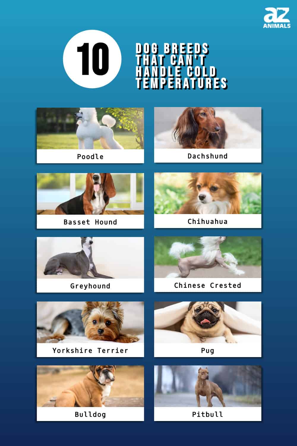 Curated visual reference: Fresh Look at These 10 Dog Breeds Can T Handle Cold Temperatures