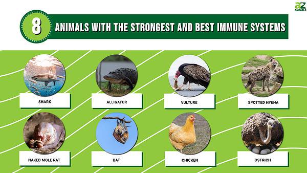 The Top 8 Animals with the Strongest and Best Immune Systems - A-Z Animals