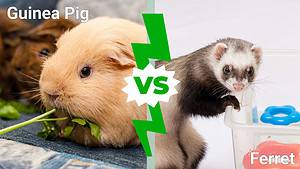 Guinea Pigs vs. Ferrets: Which is the Right Pet for You? Picture
